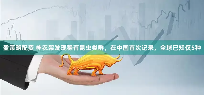 盈策略配资 神农架发现稀有昆虫类群，在中国首次记录，全球已知仅5种